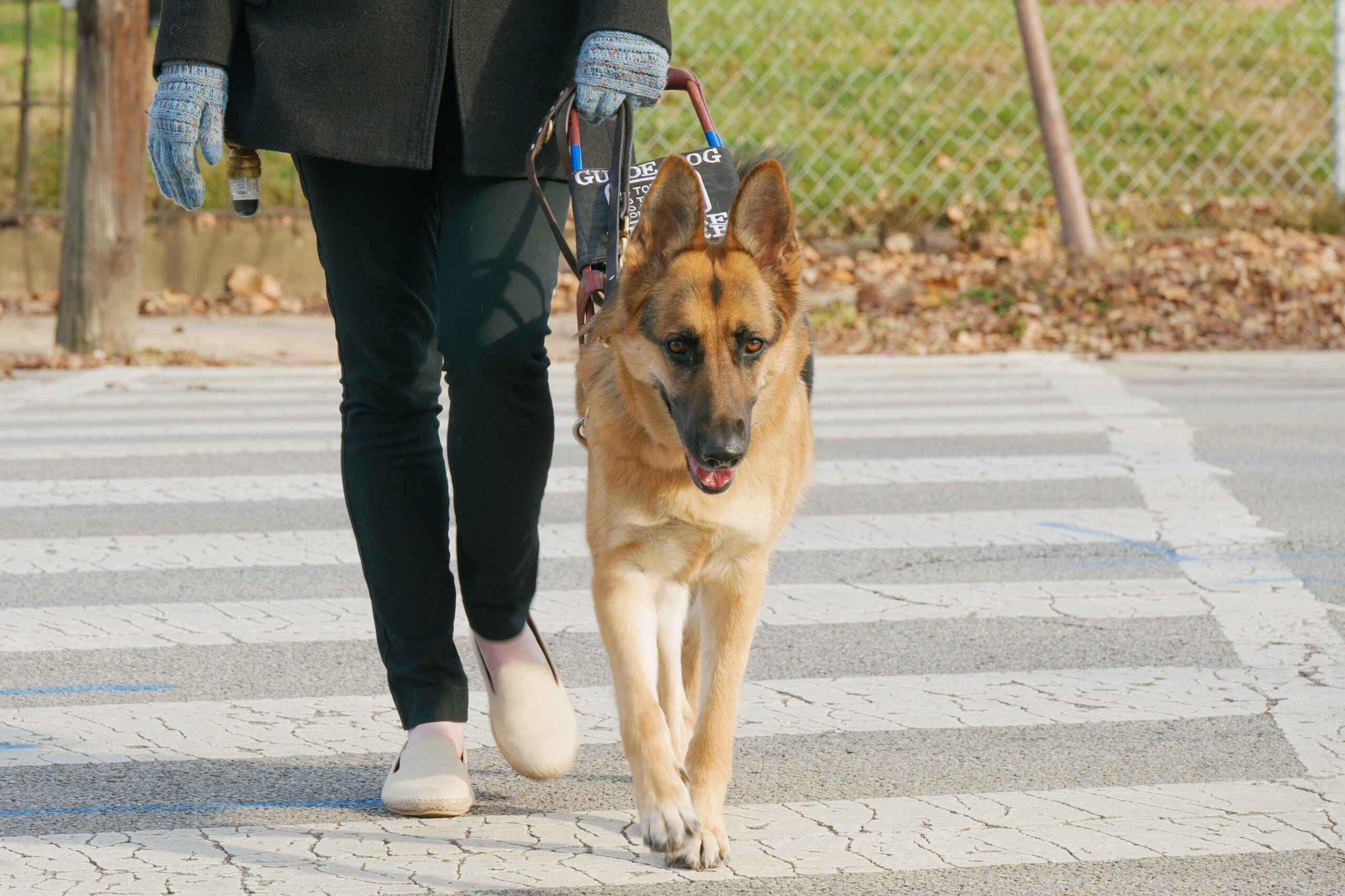 A guide dog in harness.
